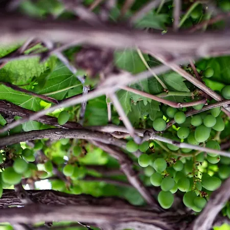 Petra * נומאנה